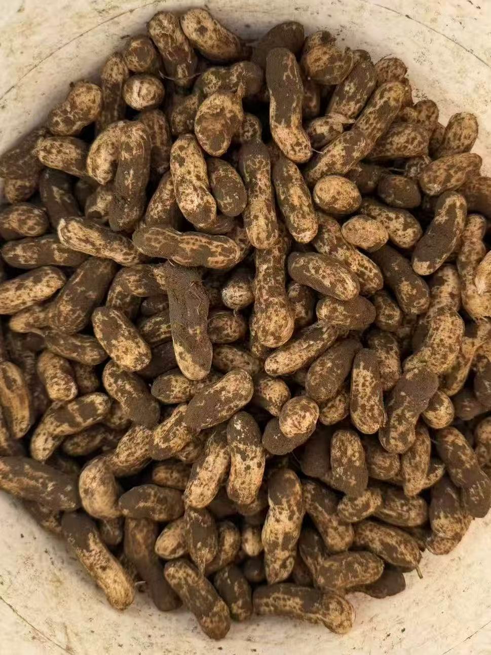 好哥俩农场新鲜花生